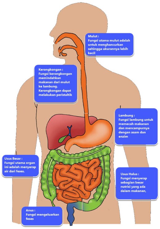 Soal dan Jawaban SBO TV 15 September SD Kelas 5